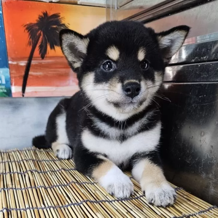 ID:2411-04688の子犬