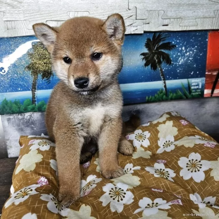ID：2506-02711の子犬