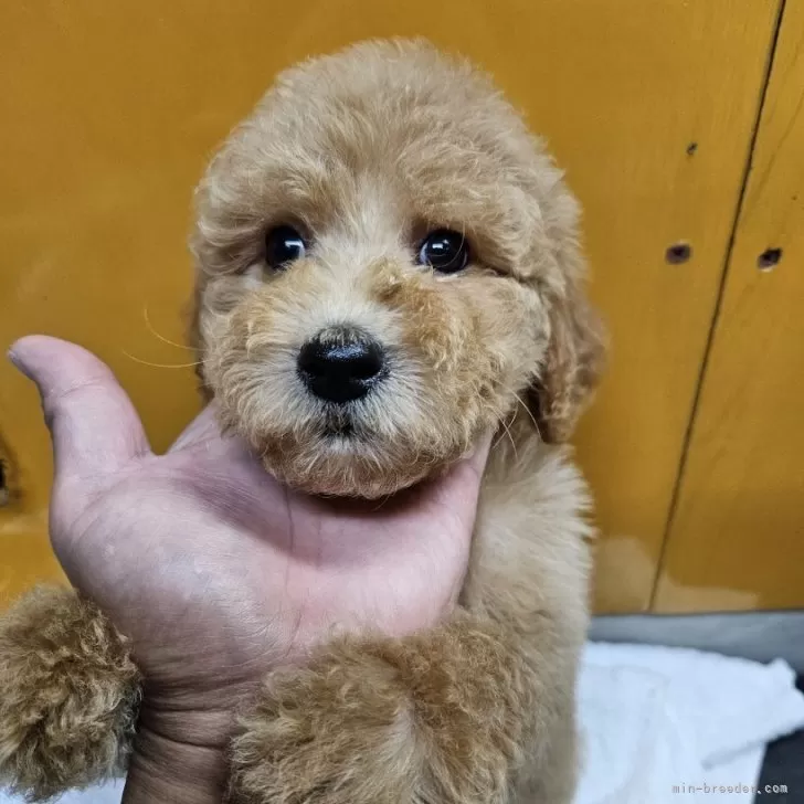 ID：2507-04450の子犬