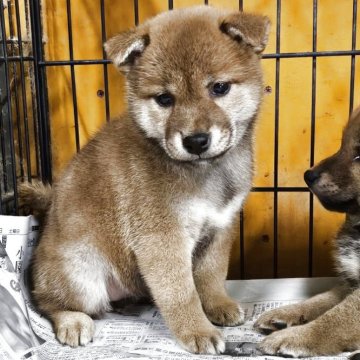柴犬(標準サイズ)【兵庫県・女の子・2025年8月12日・赤】の写真「全てが良い感じだと思います☺️」