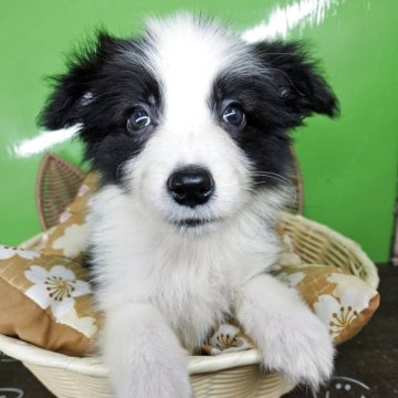 ボーダーコリー【兵庫県・男の子・2025年10月2日・ブラック&ホワイト】の写真「小ぶりで派手なカラーパタンの男の子☺️」