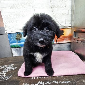 ボードゥードル(ボーダーコリー×プードル)【兵庫県・女の子・2024年12月17日・ブラック&ホワイト】の写真「お値段下げました☺️性格もよくオススメです」