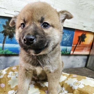 柴犬(標準サイズ)【兵庫県・男の子・2025年3月8日・赤】の写真「男前になると思ってます☺️」