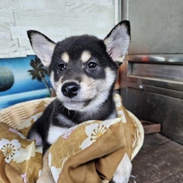 柴犬(標準サイズ)【兵庫県・女の子・2025年8月26日・黒】の写真「色の綺麗な女の子です☺️」