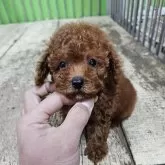 タイニープードル