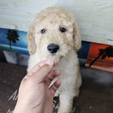 スタンダードプードル