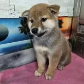 柴犬(標準サイズ)