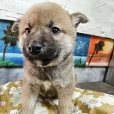 柴犬(標準サイズ)