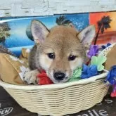 柴犬(標準サイズ)