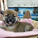 柴犬(標準サイズ)