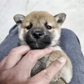 柴犬(標準サイズ)