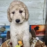 スタンダードプードル【兵庫県・女の子・2025年9月19日・アプリコット】の写真2「色はアプリと白が入ってます☺️」