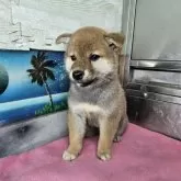 柴犬(標準サイズ)【兵庫県・女の子・2025年4月12日・赤】の写真2「正直展覧会で残そうか迷ってます😂がご縁があれば良いと思ってます☺️」