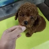 タイニープードル【兵庫県・男の子・2025年10月13日・レッド】の写真2「久しぶりに良いワンちゃんです☺️」