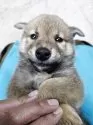 柴犬(標準サイズ)【兵庫県・男の子・2025年8月12日・赤】の写真3
