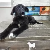 ボードゥードル【兵庫県・女の子・2024年12月17日・ブラック&ホワイト】の写真4「正直飼って頂ければ良さがわかります☺️」