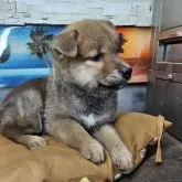 柴犬(標準サイズ)【兵庫県・男の子・2025年8月12日・赤】の写真4