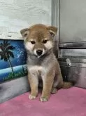 柴犬(標準サイズ)【兵庫県・女の子・2025年4月12日・赤】の写真5
