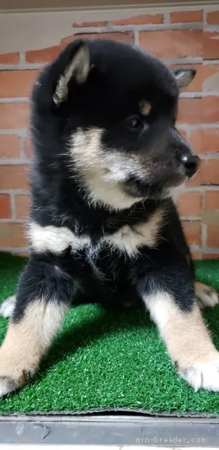 ID：2104-02165の子犬