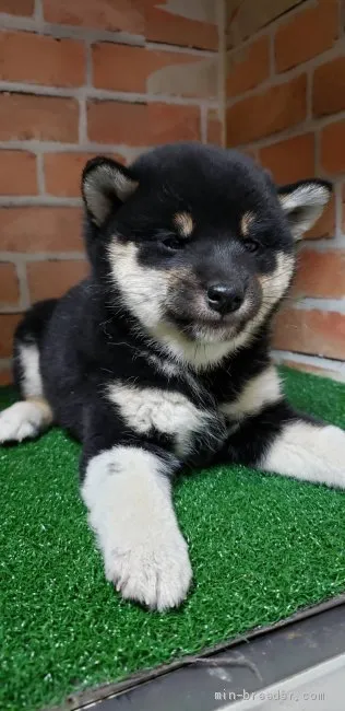 ID:2104-02161の子犬