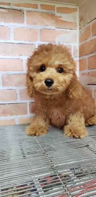 ID:2106-01820の子犬