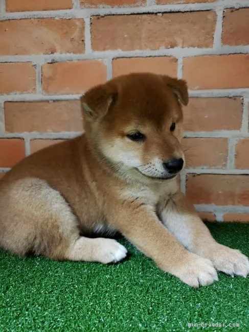 ID：2006-00236の子犬