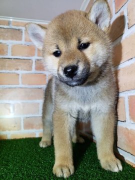 柴犬(標準サイズ)【兵庫県・女の子・2020年3月8日・赤】の写真「とてもしっかりした美人な女の子(^.^)」