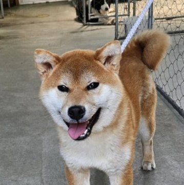 柴犬(標準サイズ)【兵庫県・男の子・2023年10月2日・赤】の写真「正直めちゃくちゃ良い柴です」