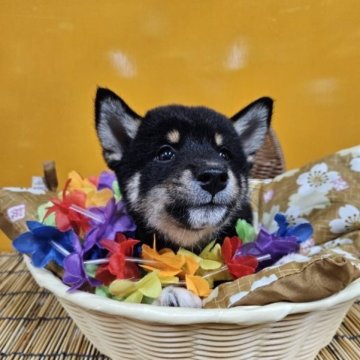 柴犬(標準サイズ)【兵庫県・女の子・2023年7月17日・黒】の写真「少し小さめな女の子（＾ν＾）」