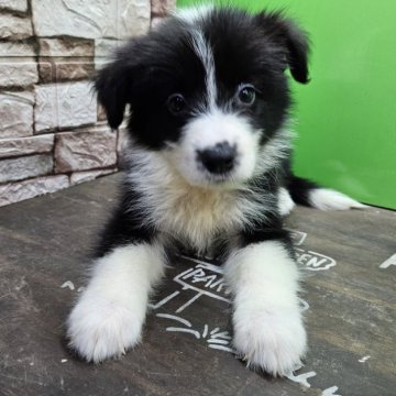 ボーダーコリー【兵庫県・女の子・2024年7月20日・ブラック&ホワイト】の写真「良いカラーのパターンが出て性格も良いです☺️」