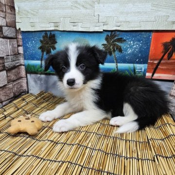 ボーダーコリー【兵庫県・男の子・2024年7月20日・ブラック&ホワイト】の写真「最高のパートナーに是非☺️👍」