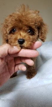 トイプードル(ティーカップ)【兵庫県・女の子・2021年8月28日・アプリコット】の写真「とても小さ目の元気でかわいい女の子」