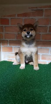 柴犬(標準サイズ)【兵庫県・男の子・2021年7月22日・赤】の写真「とても明るい男の子」