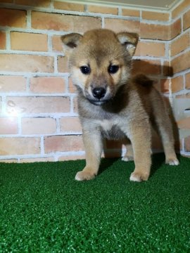 柴犬(標準サイズ)【兵庫県・女の子・2020年7月31日・赤】の写真「目がとても可愛い女の子(^-^)」