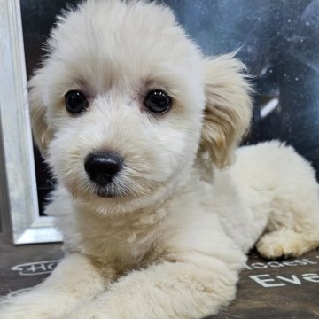 ポメプー(ポメラニアン×トイプードル)【兵庫県・女の子・2024年1月26日・ホワイト&クリーム】の写真「可愛い顔してます目が大きく足が短めです😄」