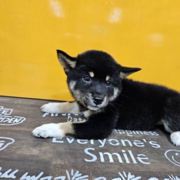 柴犬(標準サイズ)【兵庫県・女の子・2023年7月17日・黒】の写真「目がクリクリな可愛い女の子(^ ^)」