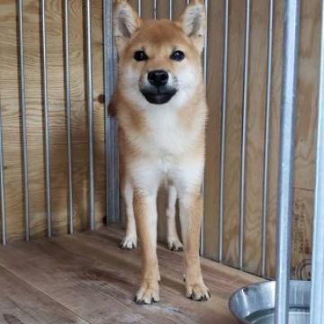 柴犬(標準サイズ)【兵庫県・男の子・2022年3月18日・赤】の写真「とても小さなフレンドリーな男の子」