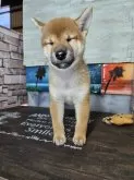 柴犬(標準サイズ)【兵庫県・男の子・2024年8月13日・赤】の写真3「🤣可愛い👍」