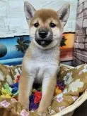 柴犬(標準サイズ)【兵庫県・男の子・2024年8月13日・赤】の写真5
