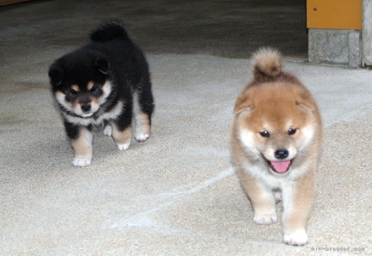 子犬の時の「じん」と「さき」の兄妹｜高丸　光三(たかまる　こうぞう)ブリーダー(広島県・柴犬・日本犬保存会登録)の紹介写真1