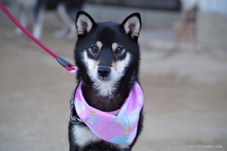 高丸光三ブリーダーのブログ：「まめ」ちゃん