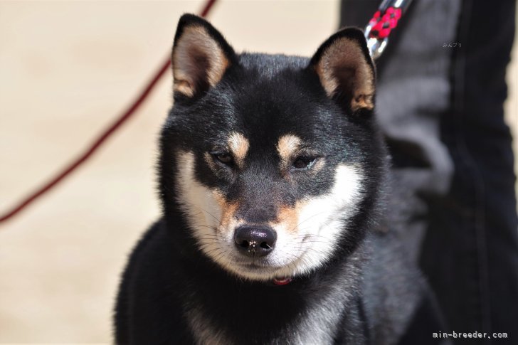 高丸光三ブリーダーのブログ：「まめ」ちゃん