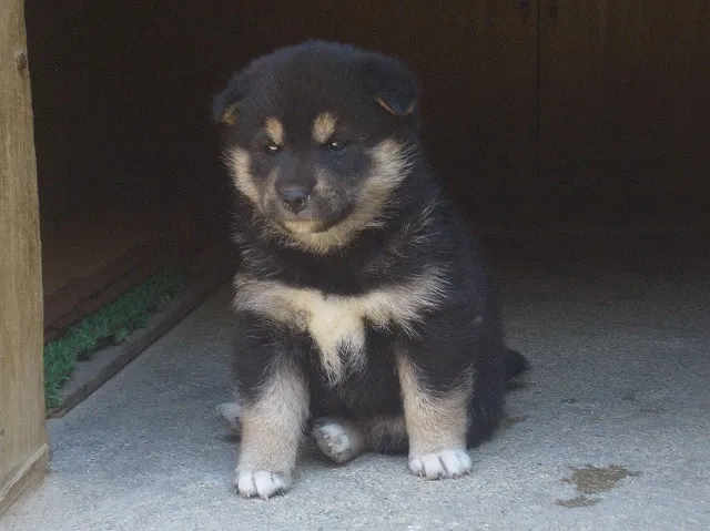 ID:1605-00587の子犬