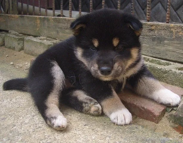 かえで 様のお迎えした子犬