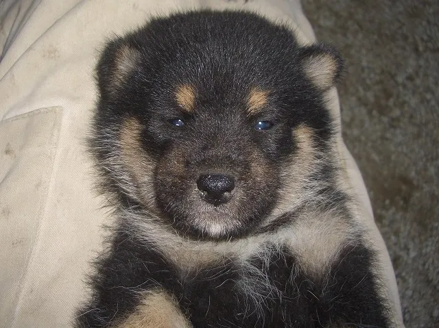 小夏大好き 様のお迎えした子犬