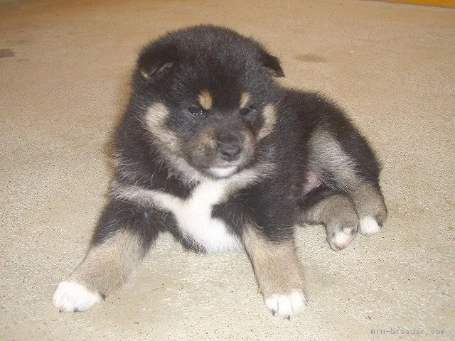 しまち 様のお迎えした子犬