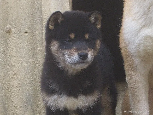 ちはる 様のお迎えした子犬