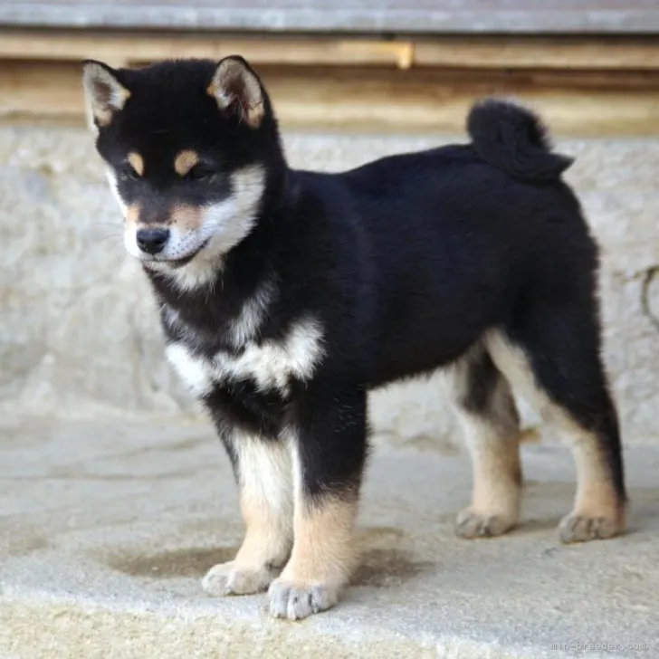 ゆき 様のお迎えした子犬