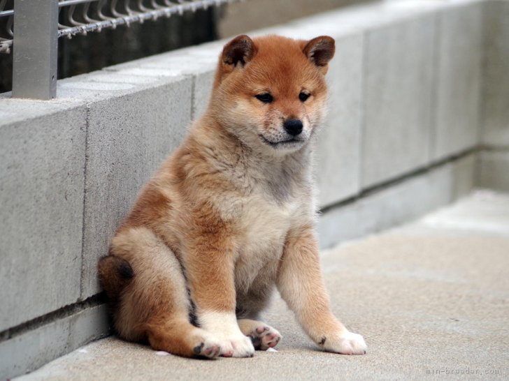 はるとりっか 様のお迎えした子犬