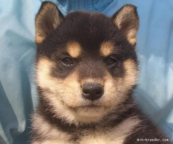 和花 様のお迎えした子犬